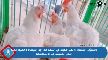 رسميًا.. استقرار أو تغير طفيف في أسعار الدواجن البيضاء والطيور الحية اليوم الخميس في الإسماعيلية